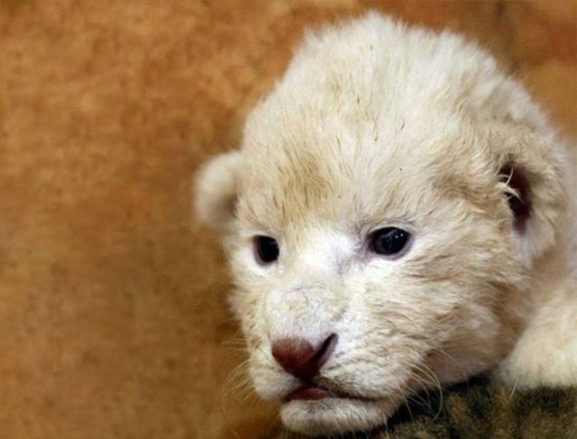 Cute little things (95 pics)