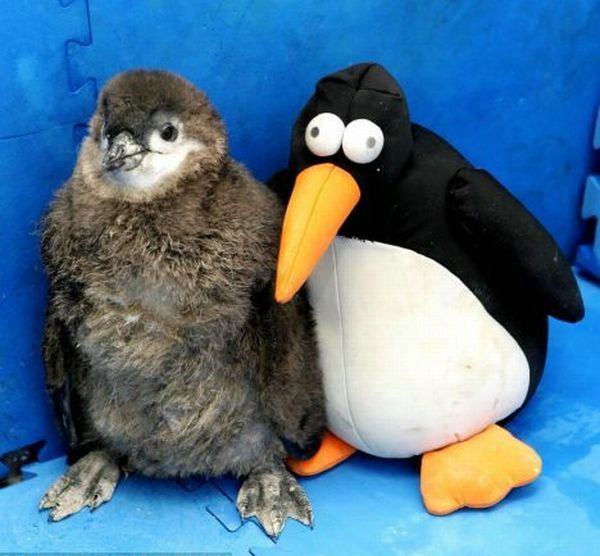 Cute little things (95 pics)