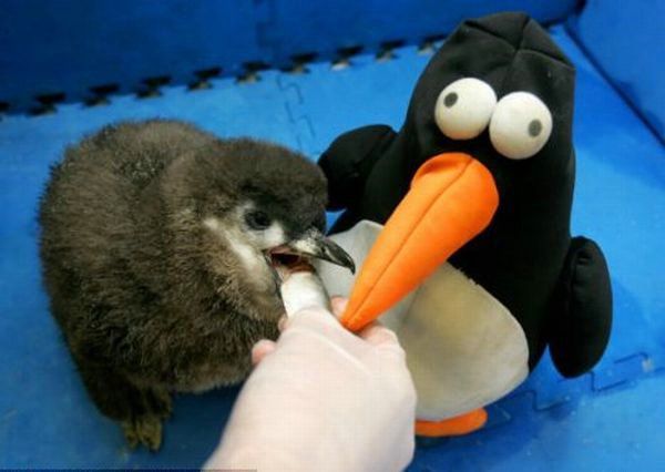 Cute little things (95 pics)
