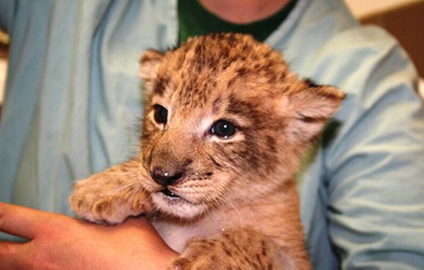 Cute little things (95 pics)