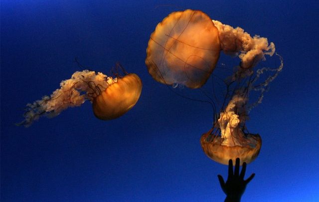 The best pictures of 2008. Part 1 (36 pics)