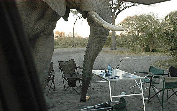 How elephants spoiled a picnic (12 photos)