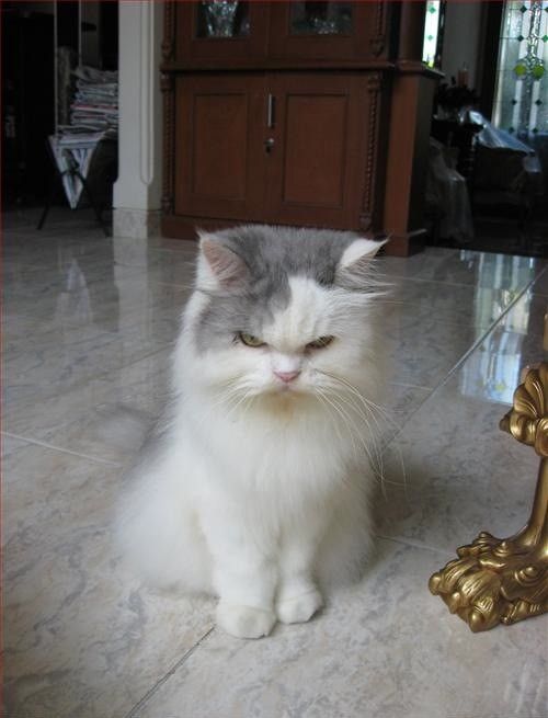 Funny picdump (80 pics)