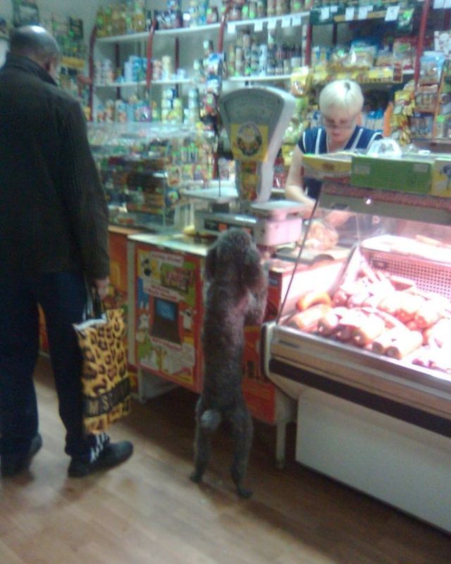 Funny picdump (80 pics)