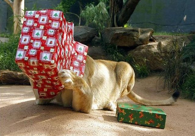Funny picdump (80 pics)