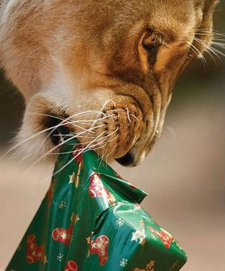 Funny picdump (80 pics)