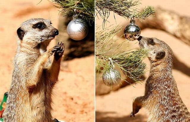 Funny picdump (80 pics)