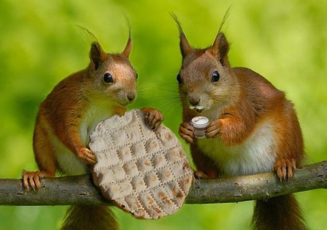 Funny picdump (80 pics)