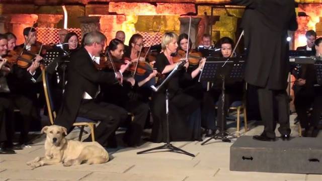This Vienna Chamber Orchestra Got The Most Unexpected VIP-Guest