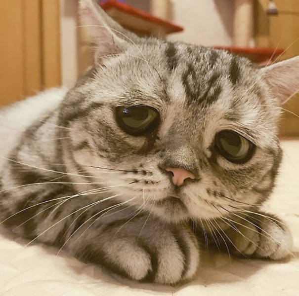 Many People Would Find This World’s Saddest Cat Very Relatable