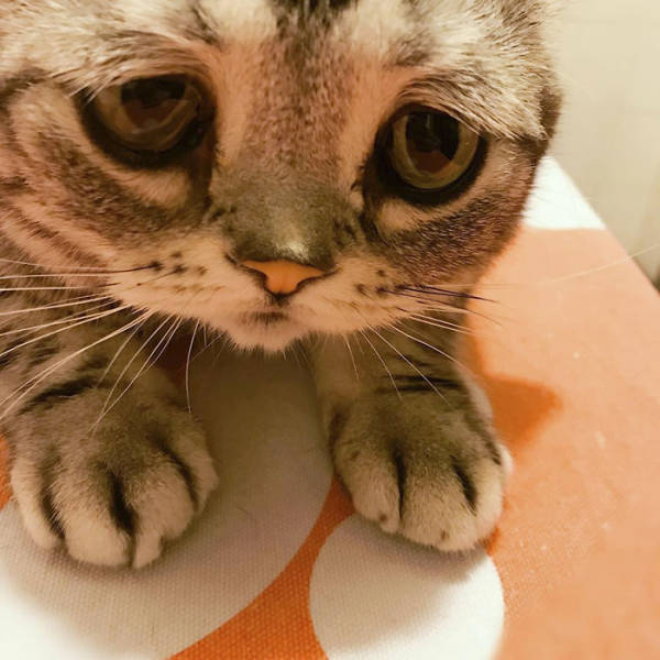 Many People Would Find This World’s Saddest Cat Very Relatable