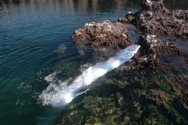 Oarfish – a very lengthy fish (25 pics + 2 videos)