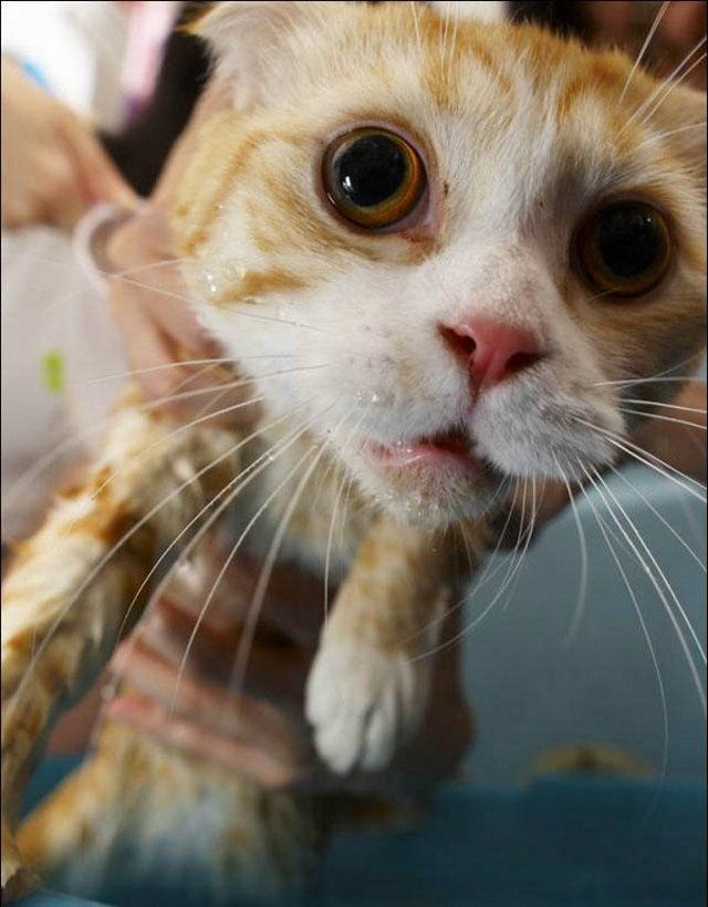 Cat’s worst nightmare (15 photos)