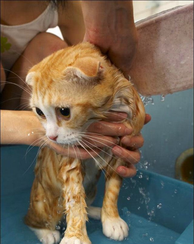 Cat’s worst nightmare (15 photos)