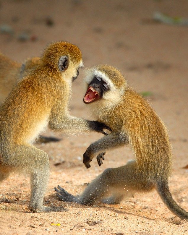 Funny picdump (108 pics)