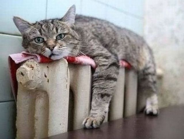 Funny picdump (108 pics)