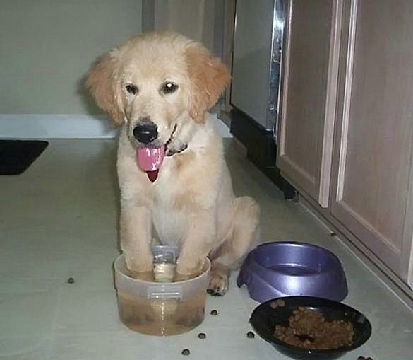 Funny picdump (108 pics)