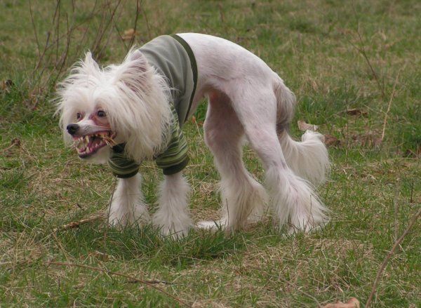 Funny picdump (108 pics)