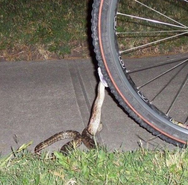 Funny picdump (108 pics)