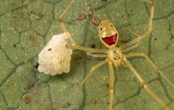 Funny picdump (108 pics)