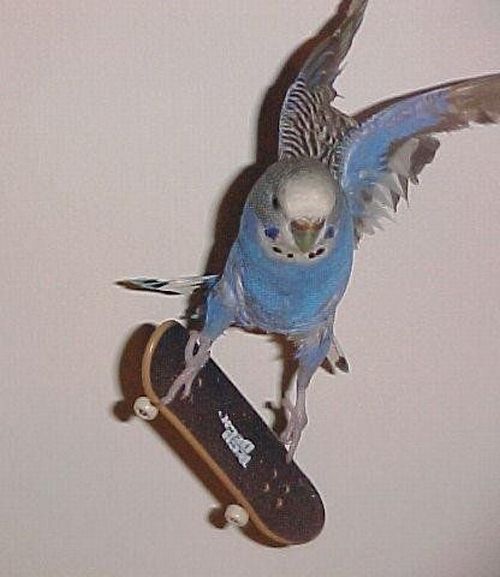 Funny picdump (108 pics)