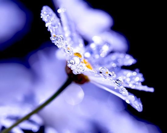 Photos with water drops. Beautiful (20 photos)