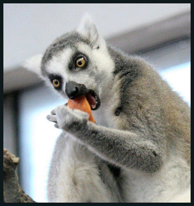 Lemurs (27 photos)