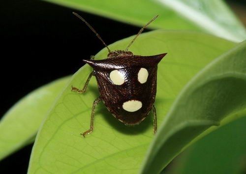 7 Incredible Bugs with Human Faces (7 photos)