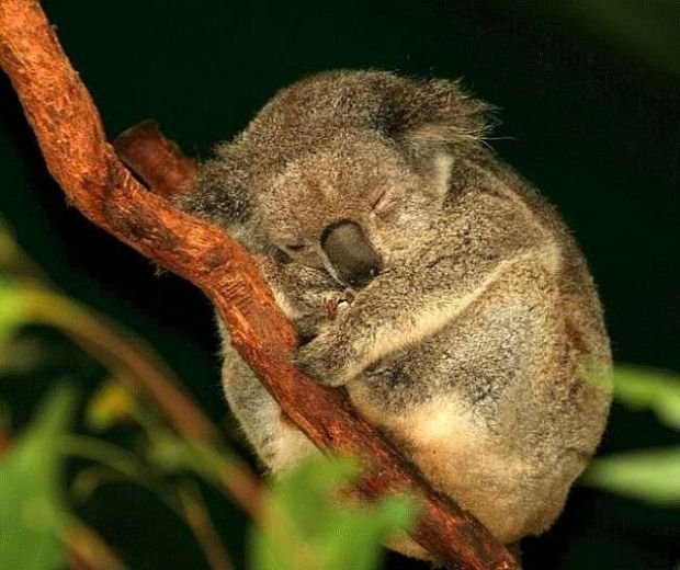 A lot of koalas have chlamydia, so they need to sleep a lot.