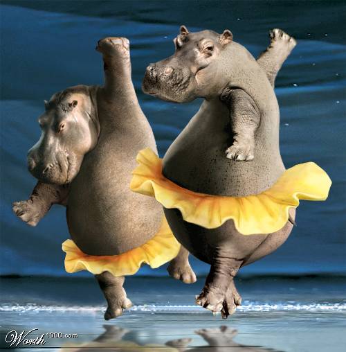 Dancing animals! (36 pics)