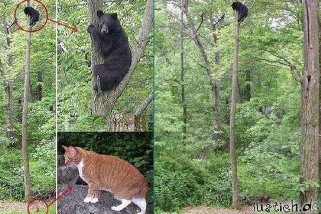 Funny picdump (78 pics)