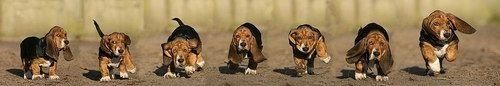 Funny dogs (20 photos)