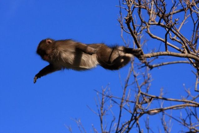 A jump of a monkey (3 photos)