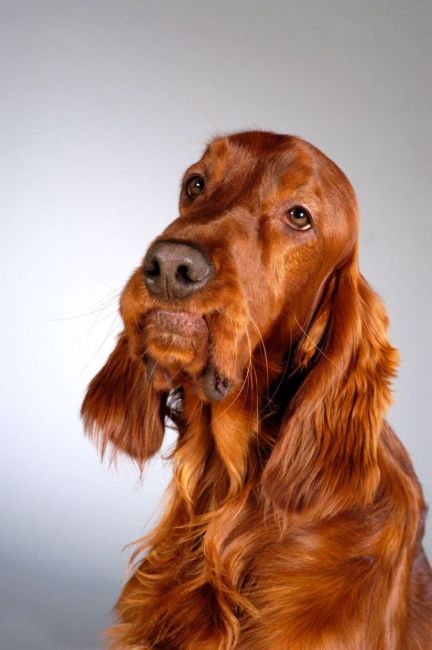 Dogs portraits (65 pics)