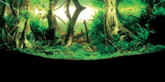 Cool aquariums (23 photos)
