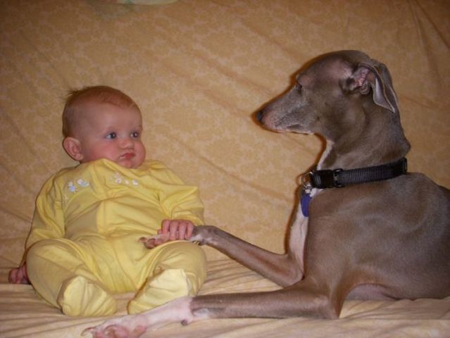 Positive emotions of the day! Children and dogs (36 pics)