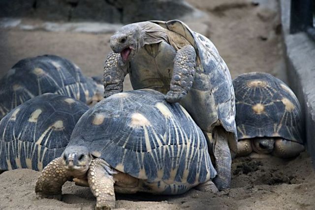 Funny picdump (83 pics)