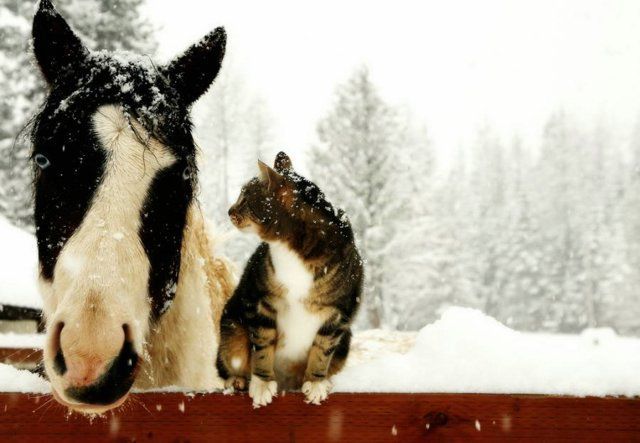 Funny picdump (83 pics)