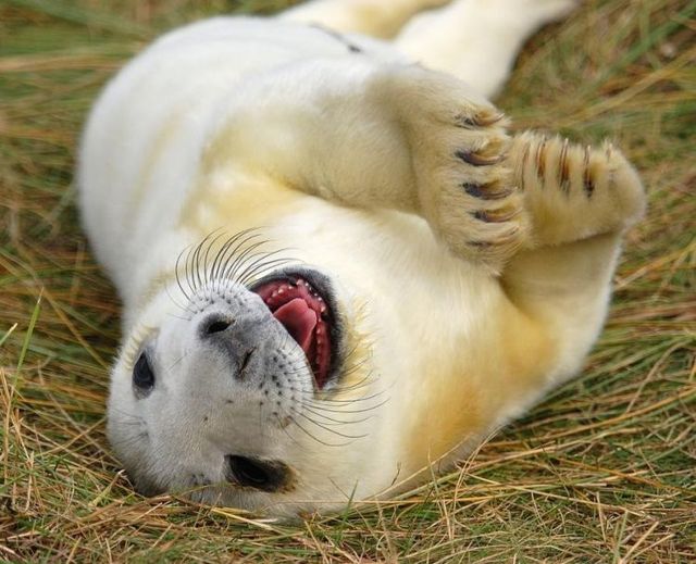 Funny picdump (83 pics)