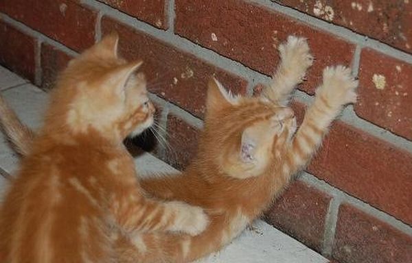 Funny picdump (83 pics)