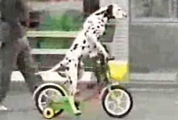 Funny picdump (83 pics)