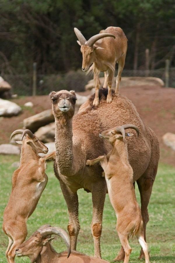 Funny picdump (83 pics)