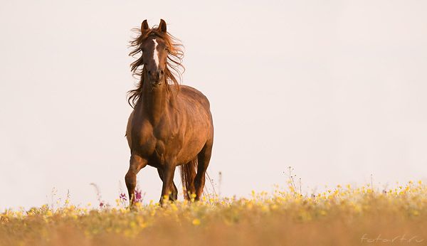 Great pictures of horses! (75 photos)