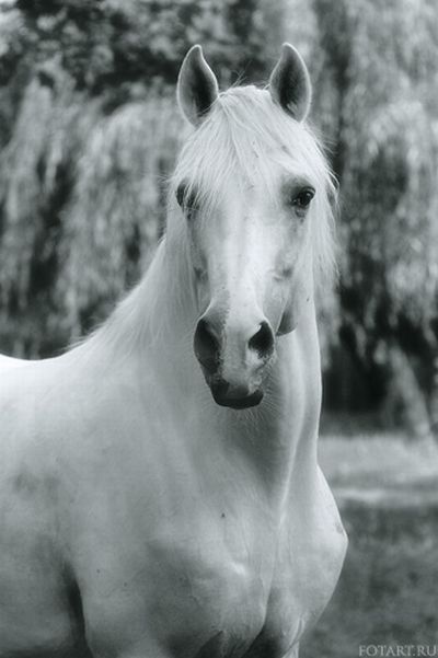 Great pictures of horses   75 photos