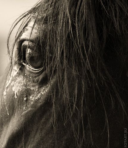 Great pictures of horses   75 photos