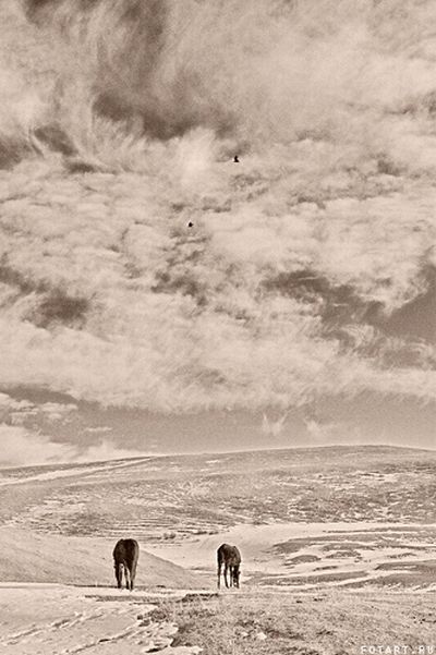 Great pictures of horses   75 photos