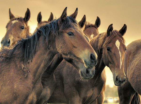 Great pictures of horses   75 photos