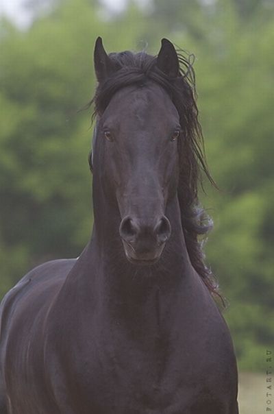 Great pictures of horses   75 photos