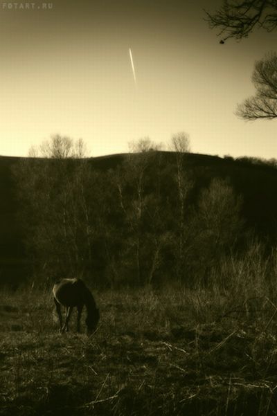 Great pictures of horses   75 photos