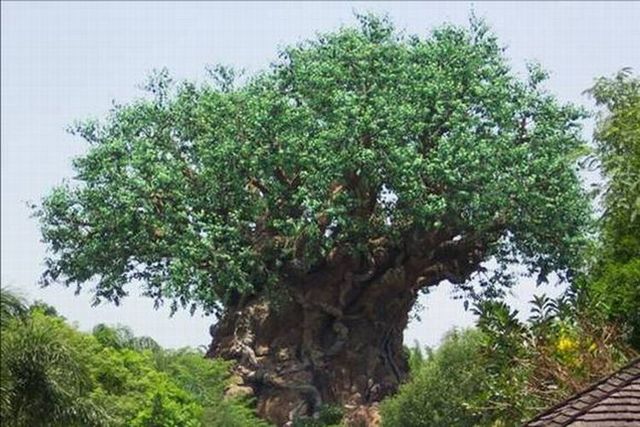 The tree of life (16 photos)